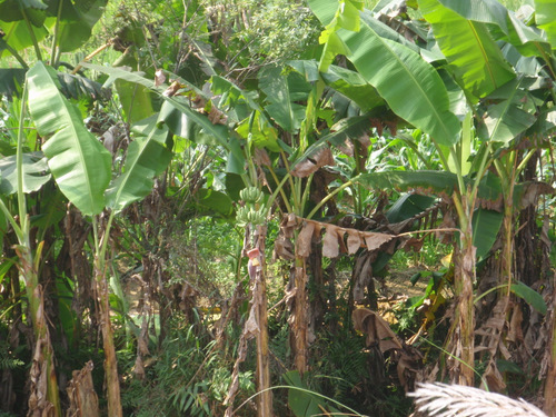 Banana trees.